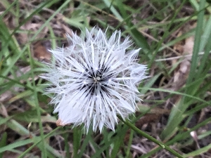 Beauty in a dandelion