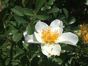 Cherokee rose in the sun