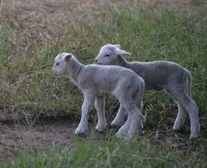 twin lamb playing while mother is feeding