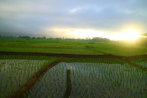Rice field in susnset