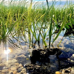 Grass standing in pool of water