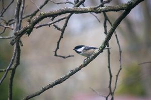 This is a Black-capped chickadee