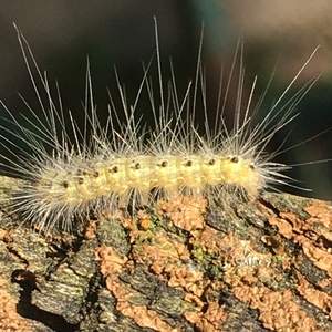 Spiky caterpillar in Illinois