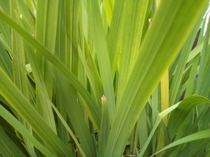 Close up of reed