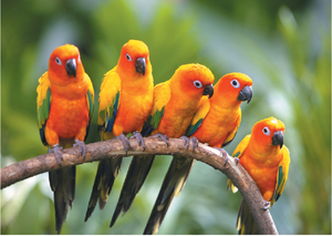 Colourful birds sitting on branch