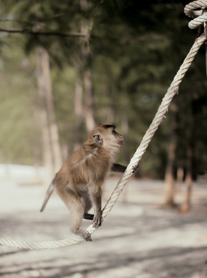 Monkey climbing rope