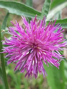 Purple fieldflower colourfull flower in summer