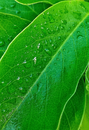 spring green leaf with dew drops