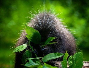 porcupine only forest