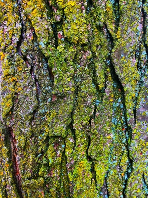 Tree bark with moss