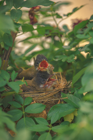 bulbul chicks sitting in nest