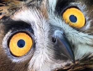 Owl Eyes Close up