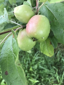 Green Apples on a tree