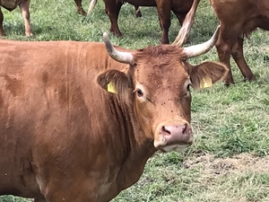 Brown Cow looking at camera
