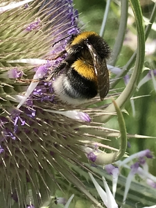wild bee on a thistle