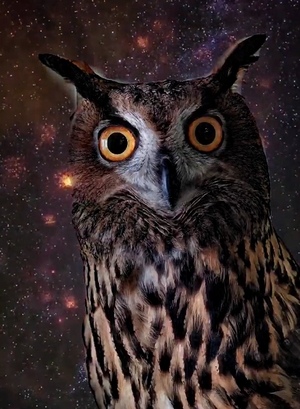 Night Owl staring