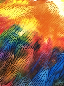 multicolored canvas