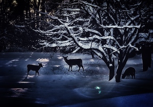 winter scene with deer