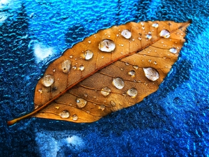 Leaf covered with waterdrops