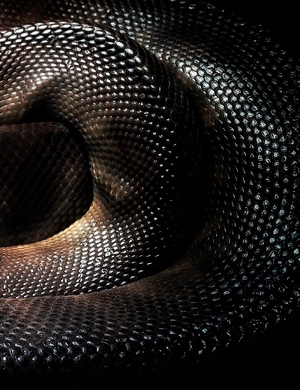 dark snake swirled