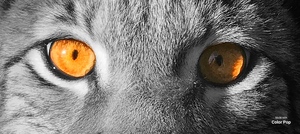 lynx with orange eyes