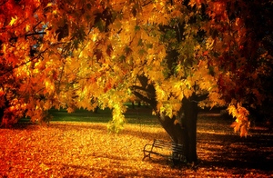 fall scene with bench