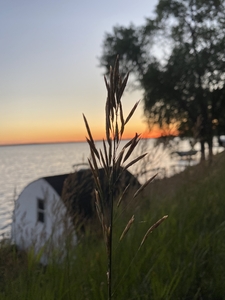 Beach sunset with a wheat plant