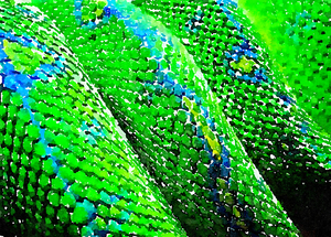 green snake skin