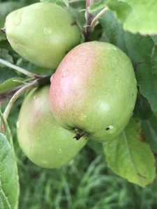 appletree with Food