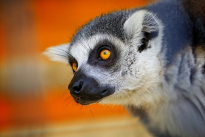Lemur with orange eyes