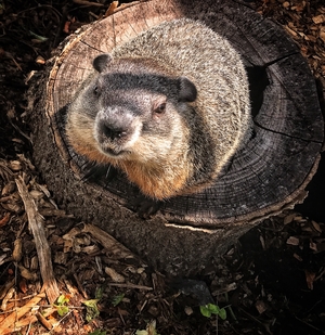 Woodchuck Groundhog