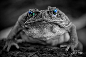 Giant Toad Blue eyes