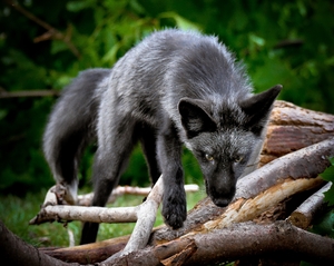 Silver fox in woods