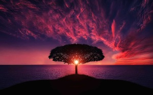 The sunset is so beautiful on the tree