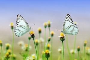 Two butterflies on yellow flowers