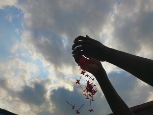 flowers dropped under a peaceful sky