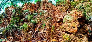 Rock overgrown by plants