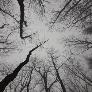Looking up at the treetops with a grey sky