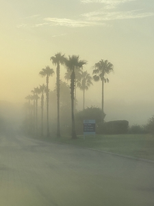 A foggy palm tree!