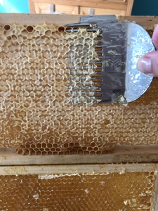 Beekeeping honey harvesting