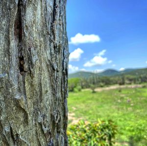 Close up of bark of tree