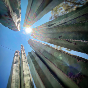Cactus seen from low angle