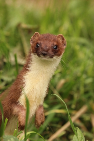 an inquisitive stoat looking at you