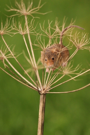 a small mouse in the grass