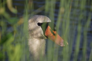 a swan looking through grass close upswan