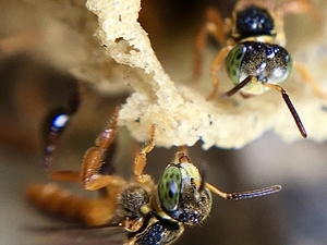 Close up of bees