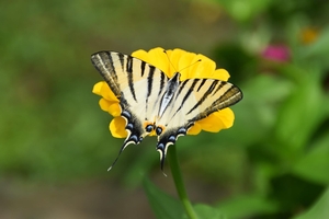 specimen of Podalirius butterfly on Zinnia flower