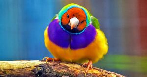 Close up of colourful bird