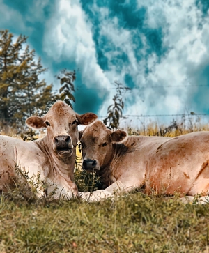 Two cows lying in field