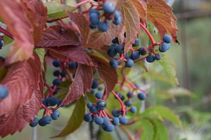 fruit of American vine Parthenocissus quinquefolia